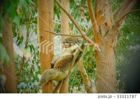 リラックスするコアラ 33321787