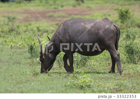 Pasture rised Asian water buffalo. Pasture rised Asian water buffalo. 33322353