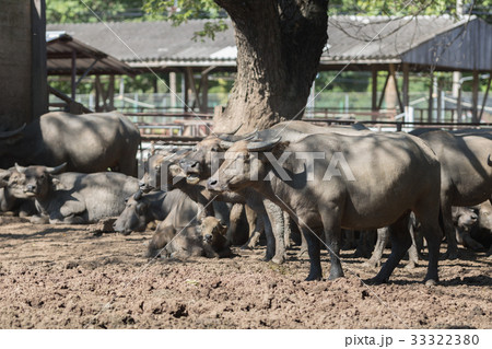 Water buffalo herd in stable. 33322380