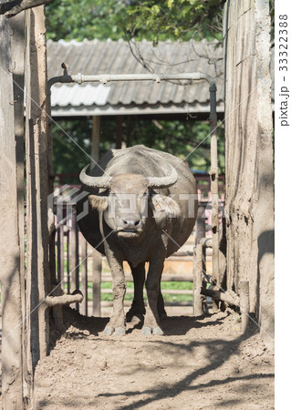 Water buffalo herd in stable. 33322388