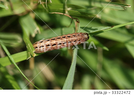 生き物　昆虫　スジキリヨトウ、芝生が大好物。公園やゴルフ場の嫌われ者だそうですが・・・ 33322472