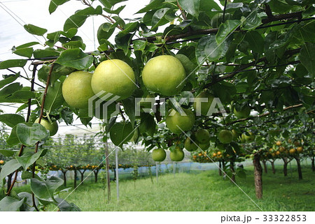 あきづき梨 33322853