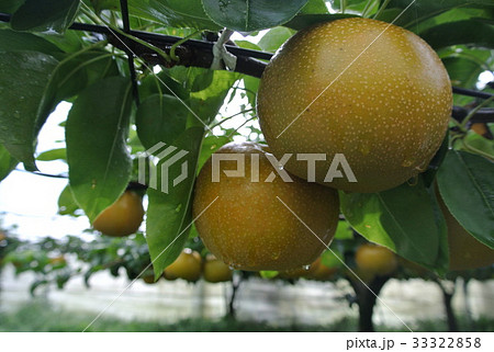 あきづき梨 33322858