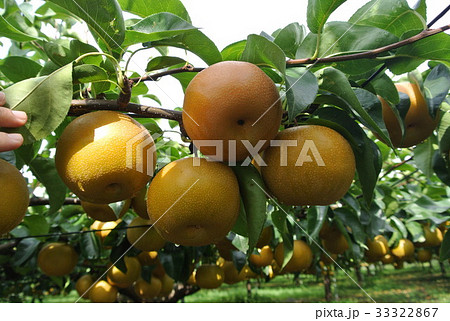 あきづき梨 33322867