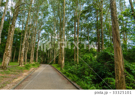 Hiking trail in forest Hiking trail in forest 33325101
