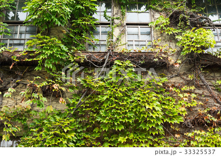 House with window and vines 33325537