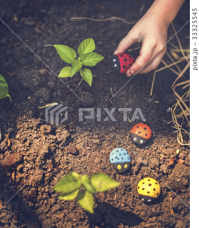 Hand Holding Ladybugs Rock on Planting Area Hand Holding Ladybugs Rock on Planting Area 33325545