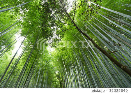 Bamboo forest with morning sunlight 33325849