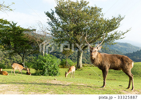 Deer buck Deer buck 33325887
