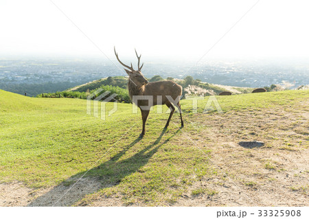 Red Stag Deer 33325908