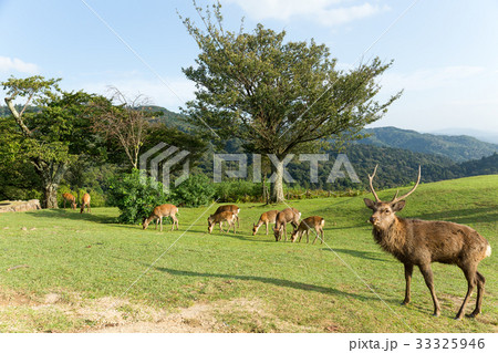 Group of deer Group of deer 33325946