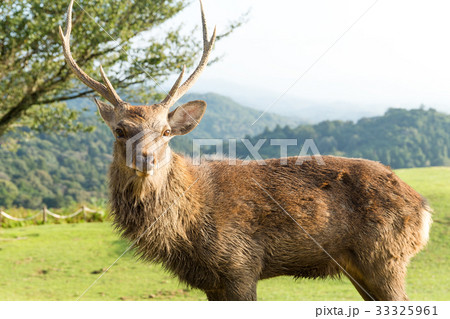 Stag deer Stag deer 33325961
