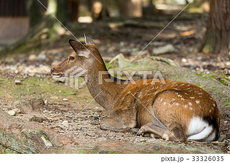 Deer lying on the ground 33326035