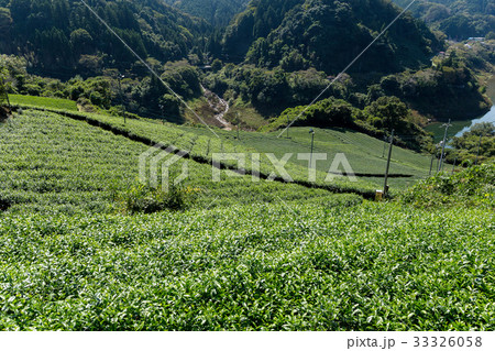 Tea plantation Cameron highland Tea plantation Cameron highland 33326058