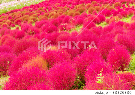 Red Bassia scoparia in Autumn season 33326336