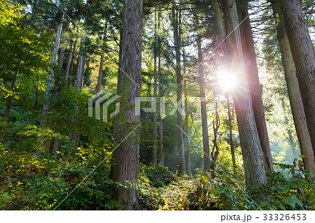 Green Forest and sunlight flare 33326453