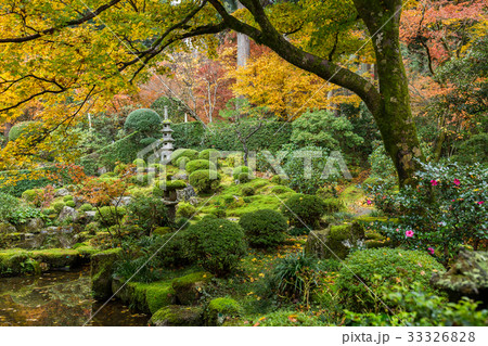 Japanese garden with autuman maple tree 33326828