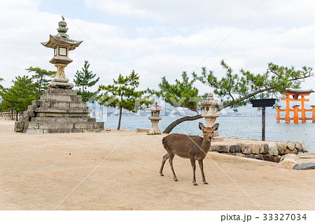 Miyajima gate and deer Miyajima gate and deer 33327034