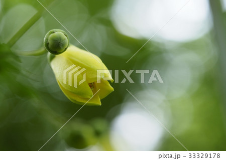 キレンゲショウマ キレンゲショウマ 33329178