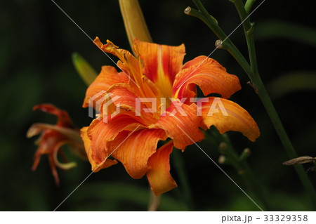 ワスレグサ 33329358