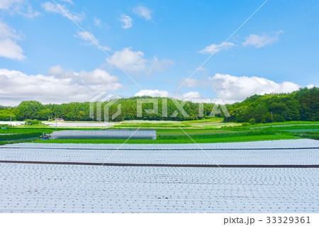 農業　白マルチシート 33329361