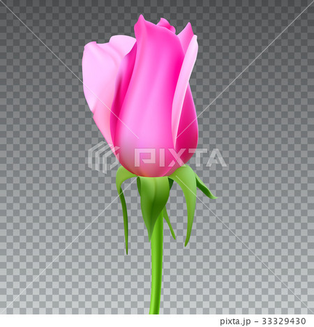 Realistic rose Bud with stem and leaves. Closeup 33329430