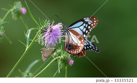 4Kアザミに止まるアサギマダラ 4Kアザミに止まるアサギマダラ 33335521