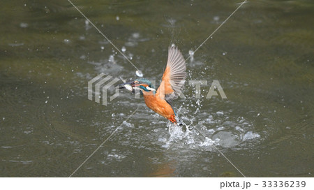4Kカワセミの魚捕り1 33336239