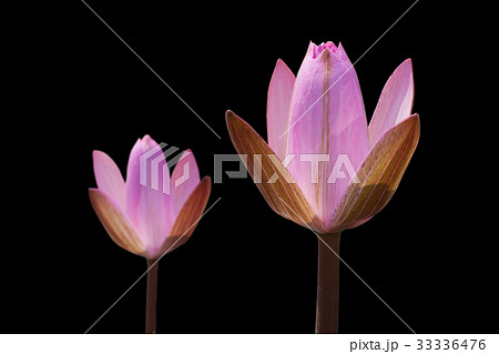 Pink lotus isolated on black 33336476