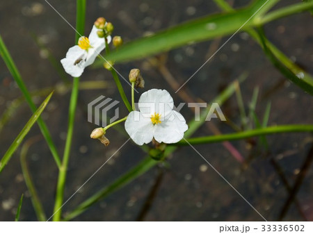 水田に咲くオモダカの白い花  水田に咲くオモダカの白い花  33336502