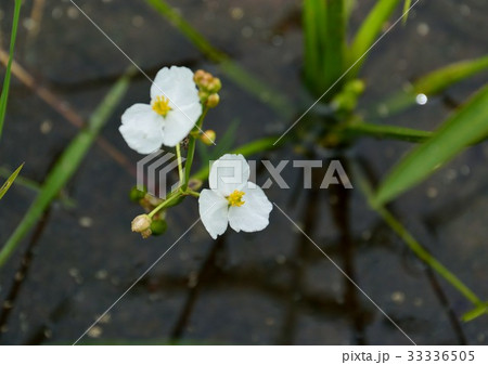 水田に咲くオモダカの白い花　 33336505