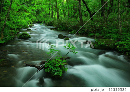 夏の奥入瀬渓流 33336523