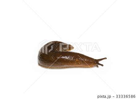 Spanish Slug (Arion vulgaris) on white background Spanish Slug (Arion vulgaris) on white background 33336586
