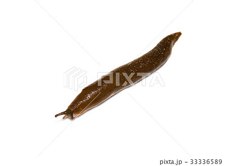 Spanish Slug (Arion vulgaris) on white background 33336589
