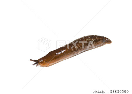 Spanish Slug (Arion vulgaris) on white background 33336590