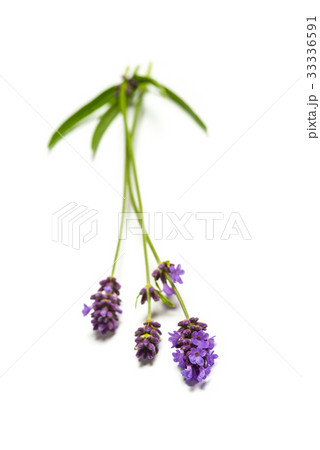 Lavender flowers on white background 33336591