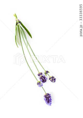 Lavender flowers on white background Lavender flowers on white background 33336595