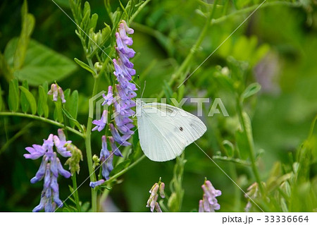 クサフジの紫色の花に白い蝶　 33336664