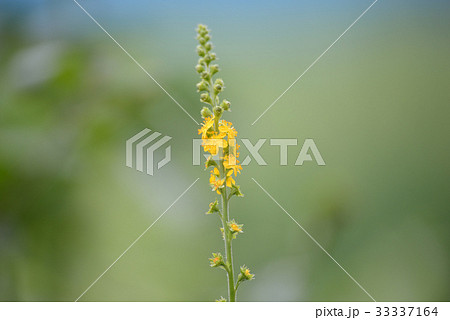 キンミズヒキ 33337164