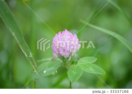 ムラサキツメクサ 33337166