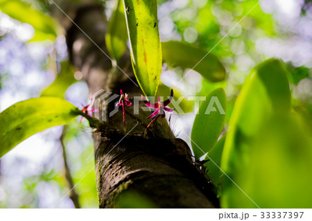 orchid on bark tree orchid on bark tree 33337397