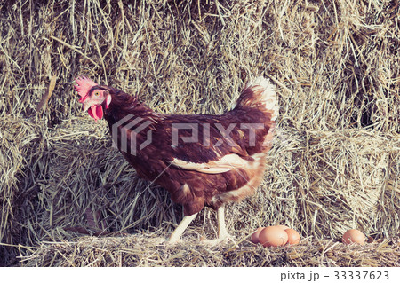 chicken at hen house from countryside farm chicken at hen house from countryside farm 33337623