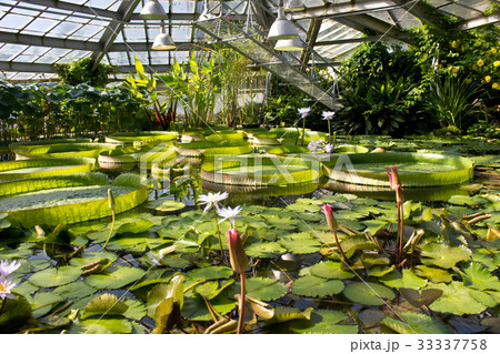 Background with different species of water plant 33337758