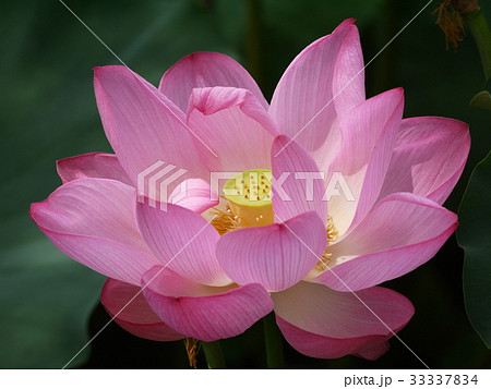 蓮⑥　光差し込む 33337834