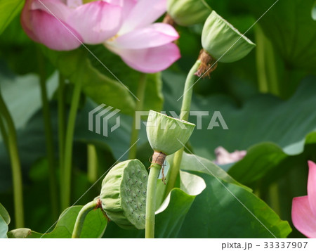 蓮⑪ 花びら散った後 蓮⑪ 花びら散った後 33337907