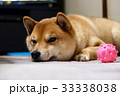遊び疲れた柴犬 33338038