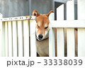 外に出たい柴犬 33338039