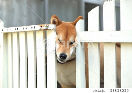 外に出たい柴犬 33338039