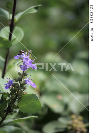 青紫色の花「ハマゴウ」 33338423