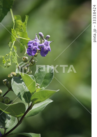 青紫色の花「ハマゴウ」 33338424